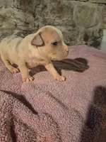 Male Merle American Bully , a male American Bully for sale in Syracuse, NY – 1 of 3