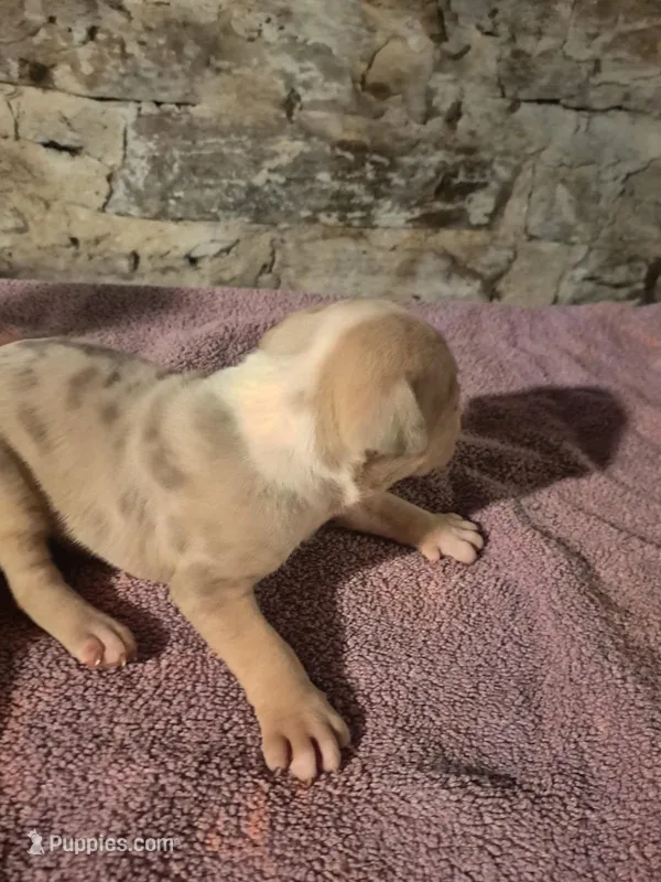 Female American Bully Merle A  – American Bully puppy for sale in Syracuse, NY