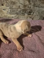 Female American Bully Merle A , a female American Bully for sale in Syracuse, NY – 1 of 3
