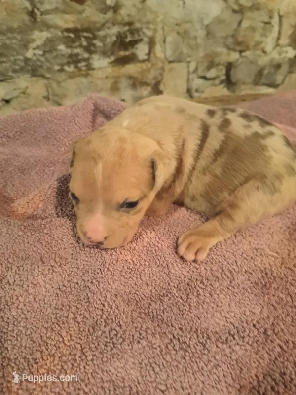 Female American Bully Merle D  – American Bully puppy for sale in Syracuse, NY