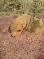 Female American Bully Merle D , a female American Bully for sale in Syracuse, NY – 1 of 3