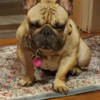 Male A, a male French Bulldog for sale in Syracuse, NY – 8 of 8