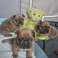 Male A, a male French Bulldog for sale in Syracuse, NY – 2 of 8