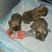 Male A, a male French Bulldog for sale in Syracuse, NY – 4 of 8