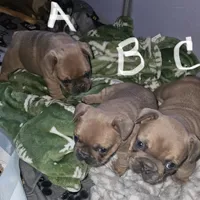 Male A, a male French Bulldog for sale in Syracuse, NY – 1 of 8