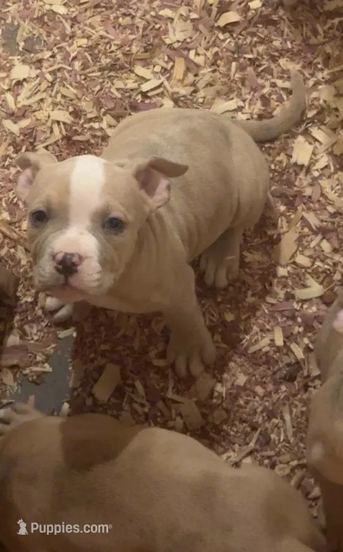 Male Merle American Bully  – American Bully puppy for sale in Syracuse, NY
