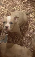 Male Merle American Bully , a male American Bully for sale in Syracuse, NY – 2 of 6
