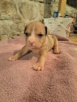 Female American Bully Merle E , a female American Bully for sale in Syracuse, NY – 2 of 3