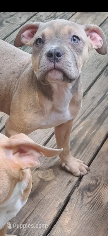 Female American Bully Tri Color – American Bully puppy for sale in Syracuse, NY