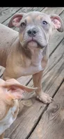 Female American Bully Tri Color, a female American Bully for sale in Syracuse, NY – 1 of 5