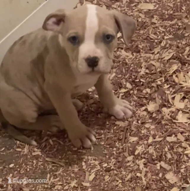 Female American Bully Merle A  – American Bully puppy for sale in Syracuse, NY