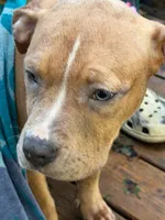 Female American Bully , a female American Bully for sale in Syracuse, NY – 4 of 9