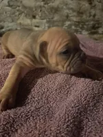Female American Bully Merle B, a female American Bully for sale in Syracuse, NY – 2 of 3
