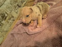 Female American Bully Merle D , a female American Bully for sale in Syracuse, NY – 2 of 3