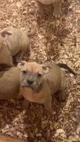 Female American Bully Merle B, a female American Bully for sale in Syracuse, NY – 1 of 7