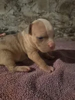 Male Merle American Bully , a male American Bully for sale in Syracuse, NY – 2 of 3