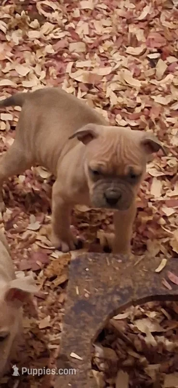 Female American Bully Merle B – American Bully puppy for sale in Syracuse, NY