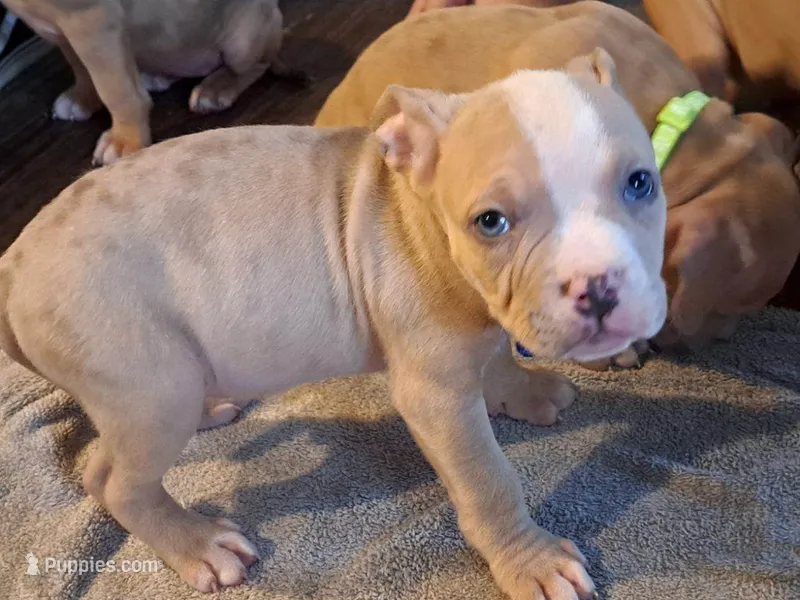 Male Merle American Bully  – American Bully puppy for sale in Syracuse, NY