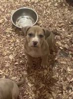 Female American Bully Merle E , a female American Bully for sale in Syracuse, NY – 2 of 6