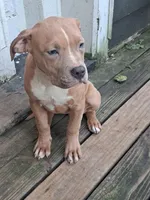 Female American Bully Merle E , a female American Bully for sale in Syracuse, NY – 4 of 4