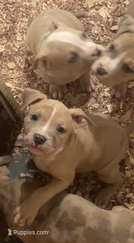 Female American Bully Merle C – American Bully puppy for sale in Syracuse, NY