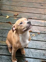 American Bully Female So Sweet , a female American Bully for sale in Syracuse, NY – 2 of 6