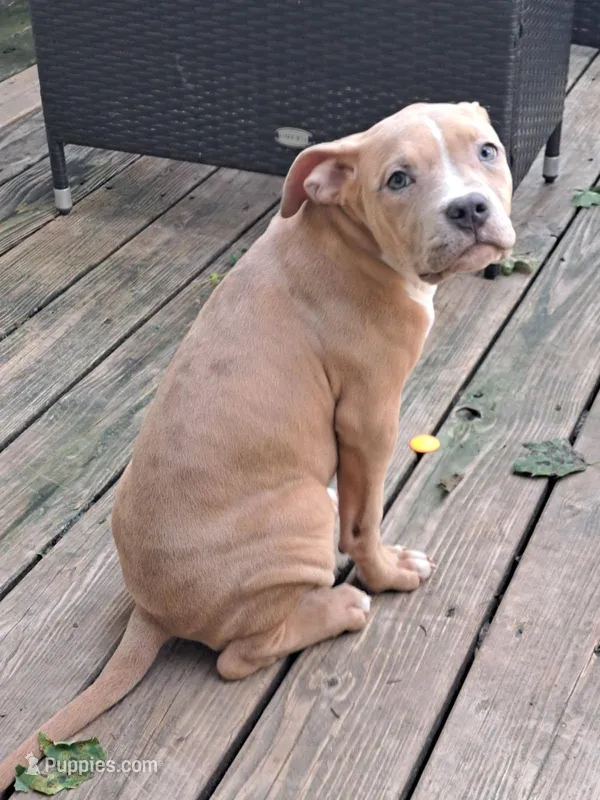 Female American Bully Merle C – American Bully puppy for sale in Syracuse, NY