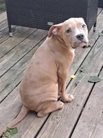Female American Bully Merle C, a female American Bully for sale in Syracuse, NY – 1 of 10