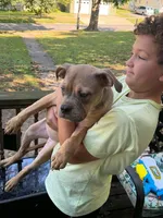 Female American Bully Tri Color, a female American Bully for sale in Syracuse, NY – 3 of 9