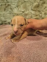 Female American Bully Merle C, a female American Bully for sale in Syracuse, NY – 2 of 3