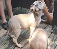 Female American Bully B, a female American Bully for sale in Syracuse, NY – 2 of 9