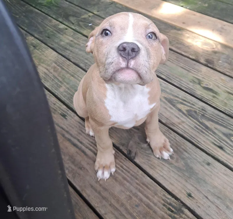Female American Bully Merle C – American Bully puppy for sale in Syracuse, NY