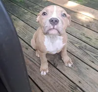 Female American Bully Merle C, a female American Bully for sale in Syracuse, NY – 4 of 10