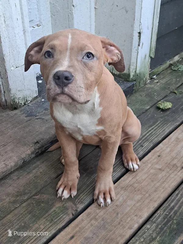 Female American Bully Merle E  – American Bully puppy for sale in Syracuse, NY