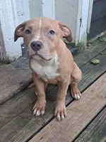 Female American Bully Merle E , a female American Bully for sale in Syracuse, NY – 1 of 4