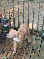 Female American Bully , a female American Bully for sale in Syracuse, NY – 5 of 9