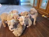 Female American Bully Merle B, a female American Bully for sale in Syracuse, NY – 3 of 7
