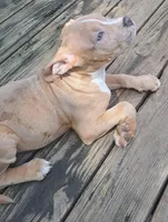 Female American Bully Merle C, a female American Bully for sale in Syracuse, NY – 5 of 10