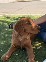 Elenor | Yellow, a female Golden Retriever for sale in Prescott, AZ – 3 of 4