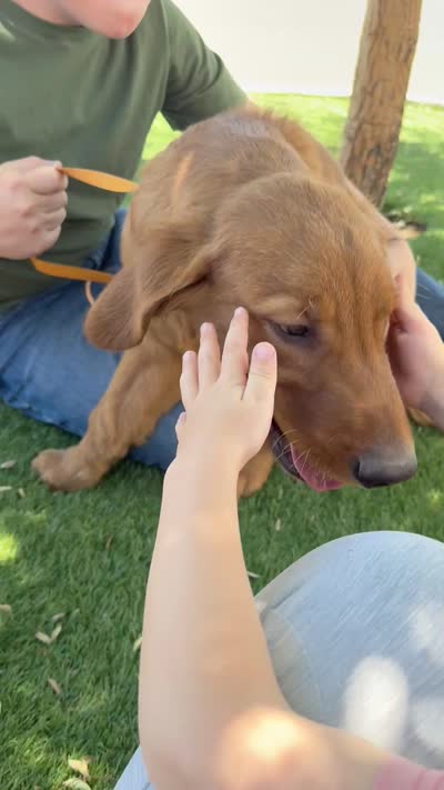Grey | Adams, a male Golden Retriever for sale in Prescott, AZ – 3 of 3