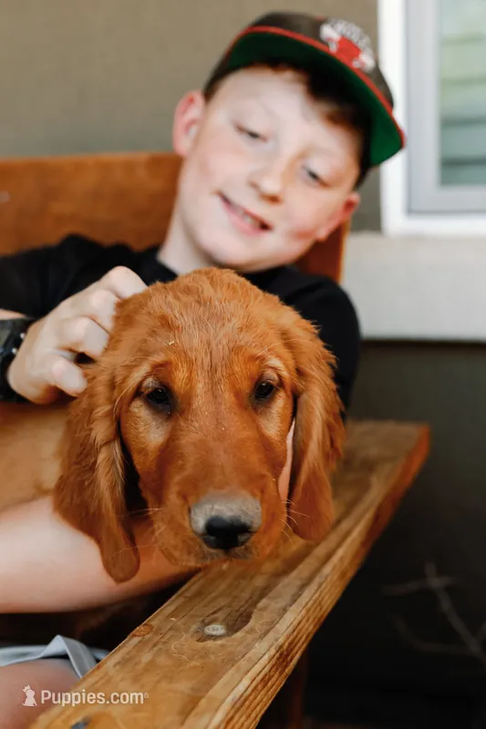 Cal | Brown – Golden Retriever puppy for sale in Prescott, AZ