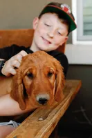 Cliff | Brown, a female Golden Retriever for sale in Prescott, AZ – 2 of 4