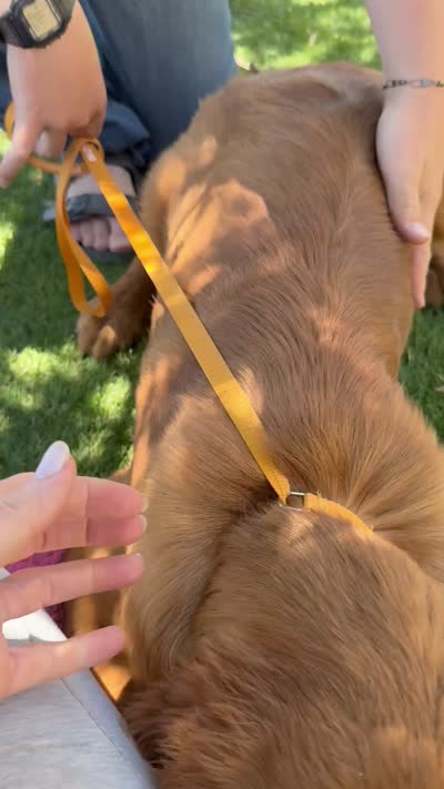 Lincoln | Light Green, a male Golden Retriever for sale in Prescott, AZ – 3 of 4