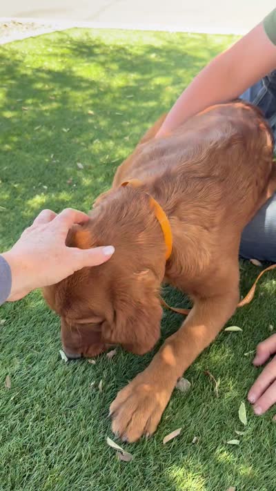 Elenor | Yellow, a female Golden Retriever for sale in Prescott, AZ – 4 of 4