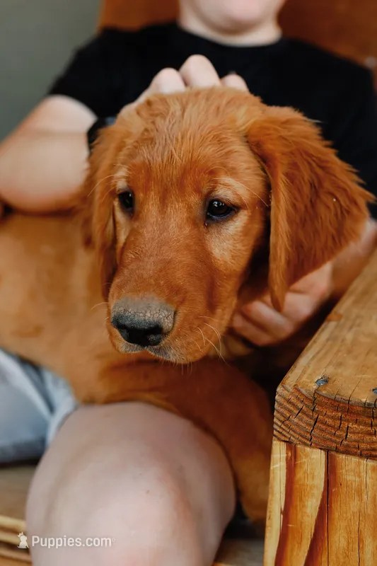 Lincoln | Light Green – Golden Retriever puppy for sale in Prescott, AZ