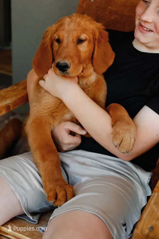 Georgie | Dark Green – Golden Retriever puppy for sale in Prescott, AZ