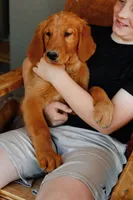Georgie | Dark Green, a male Golden Retriever for sale in Prescott, AZ – 1 of 4