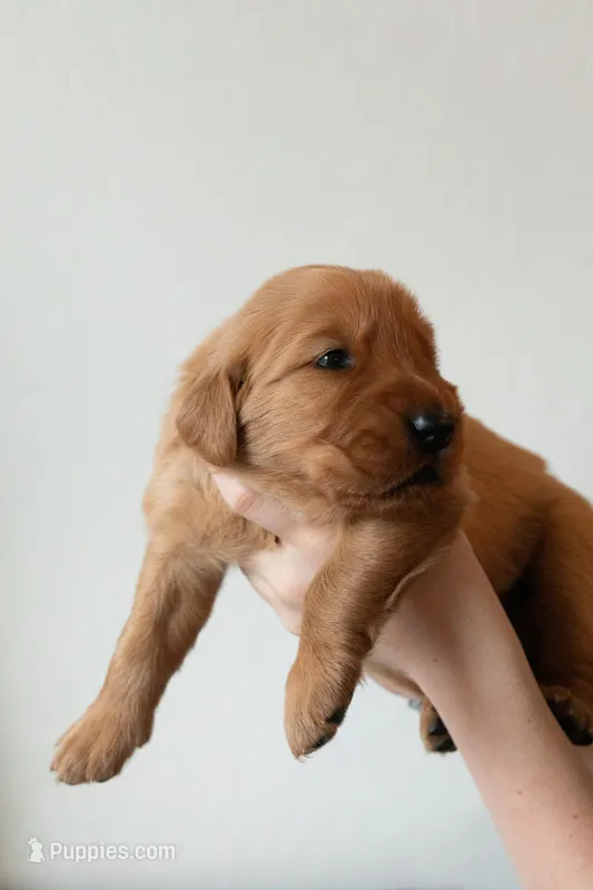 Marti | Purple – Golden Retriever puppy for sale in Prescott, AZ