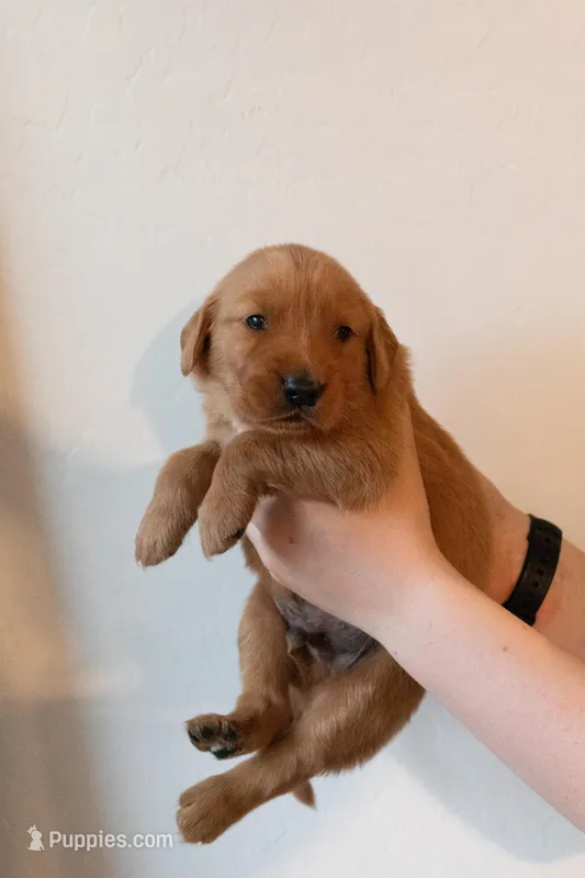 Jack | Black – Golden Retriever puppy for sale in Prescott, AZ
