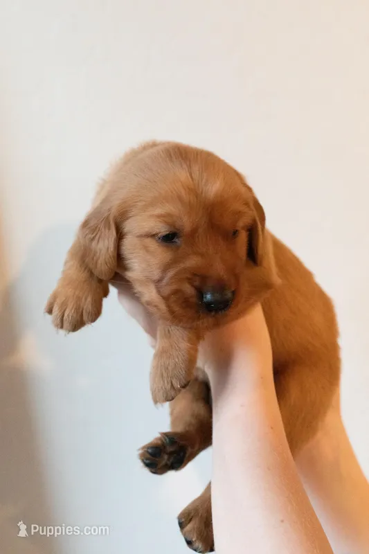 Cal | Brown – Golden Retriever puppy for sale in Prescott, AZ
